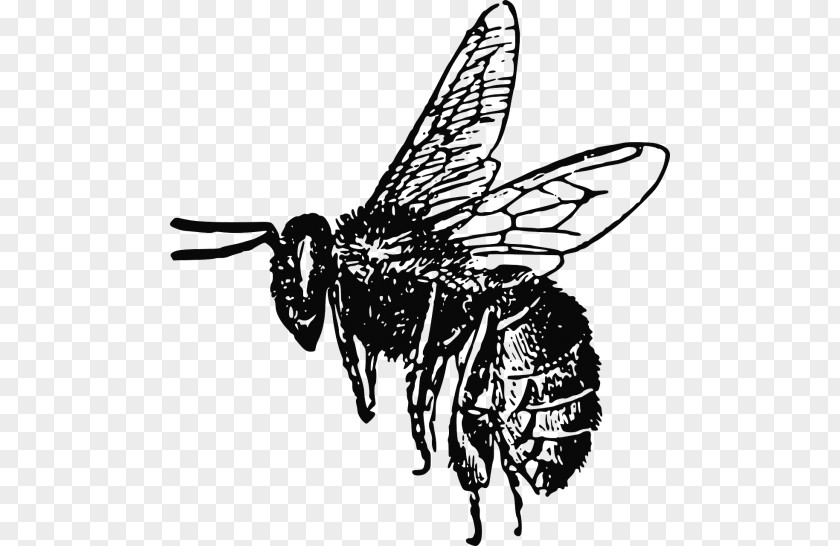 Bee European Dark Insect Clip Art Vector Graphics PNG