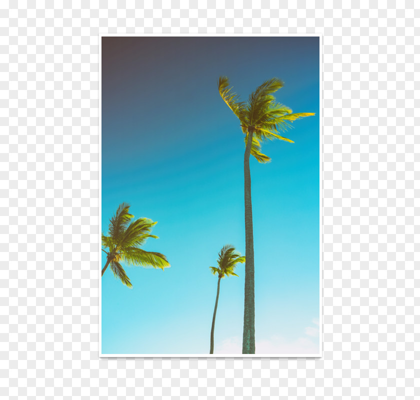 Coconut Palm Trees Plants Room PNG
