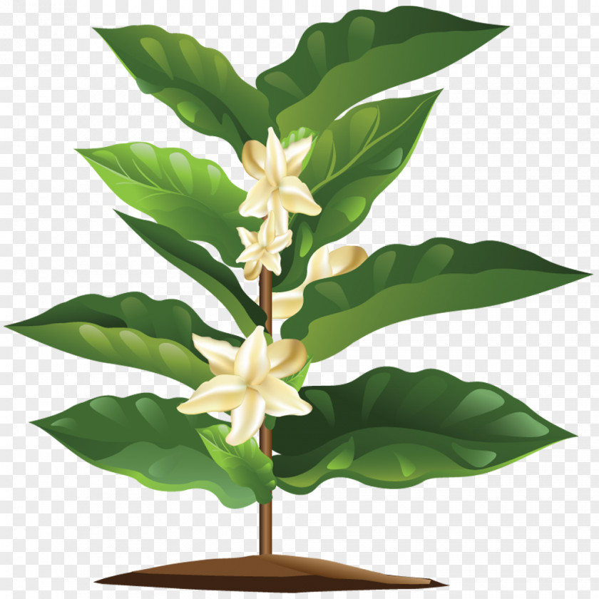 Coffee Organic Coffea Plant Flower PNG