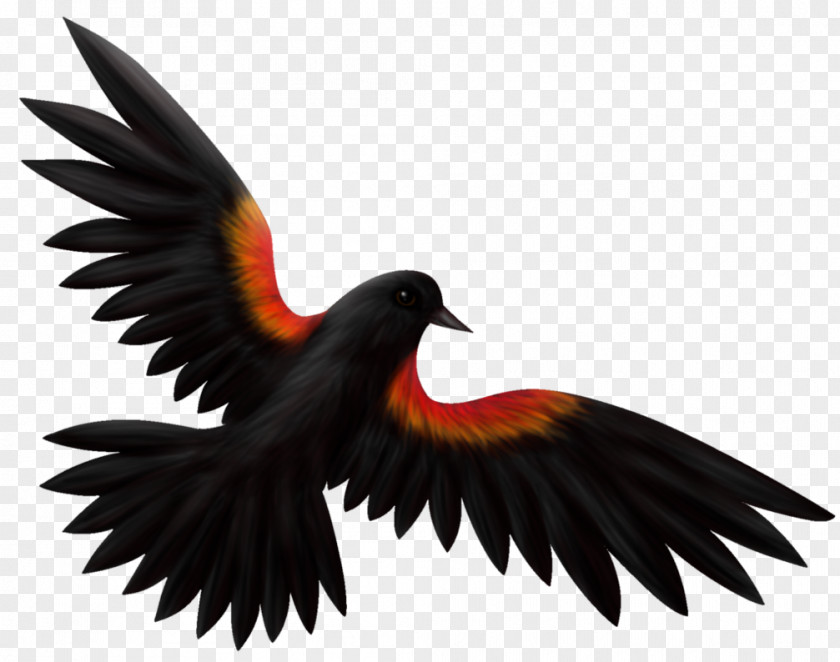 Design Red-winged Blackbird Drawing Illustration Common PNG