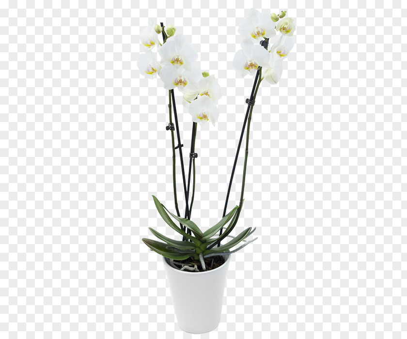 Flower Moth Orchids Dendrobium Flowerpot Cut Flowers PNG