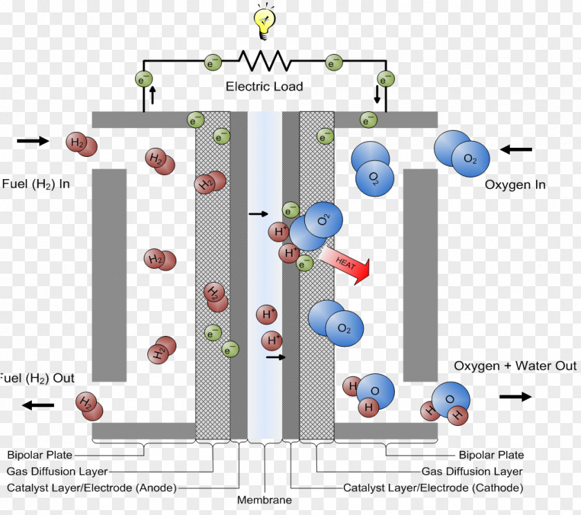 Light Independent Reactions Fuel Cells Proton-exchange Membrane Cell Hydrogen PNG
