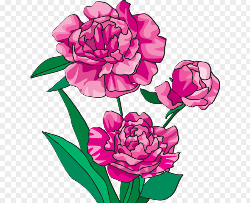 Peonies Flower Cliparts Arranging Cut Flowers Caribbean Peony Clip Art PNG