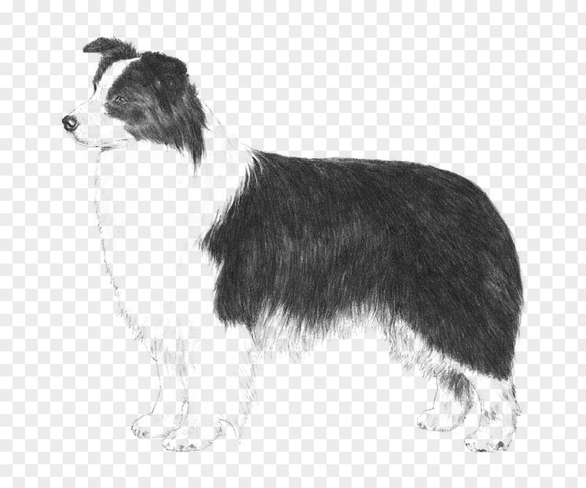 Puppy Rough Collie Border Australian Shepherd Beagle Smooth PNG