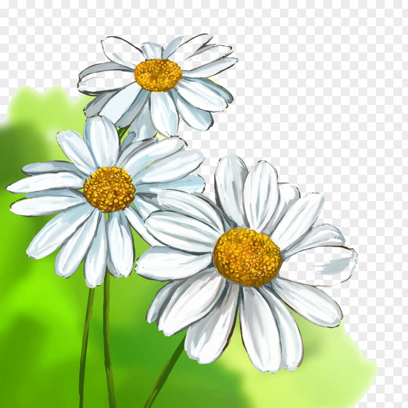 Watercolor Chrysanthemum Common Daisy Drawing Stock Illustration PNG
