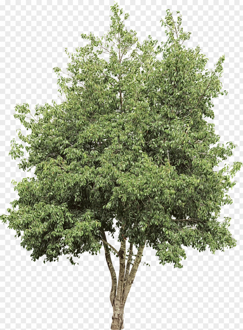 Branch Los Altos Town Crier Tree Image Photograph PNG