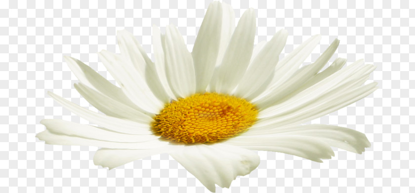 Chrysanthemum Cut Flowers Oxeye Daisy Petal PNG