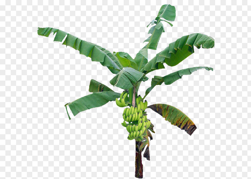 Fern Vascular Plant Banana Leaf PNG