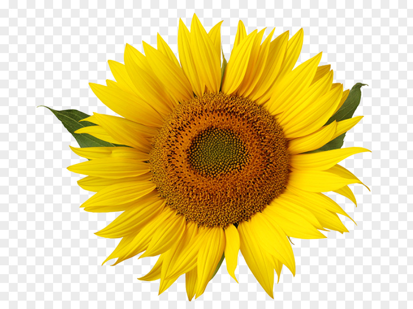 Flower Common Sunflower Yellow Stock Photography Stamen PNG