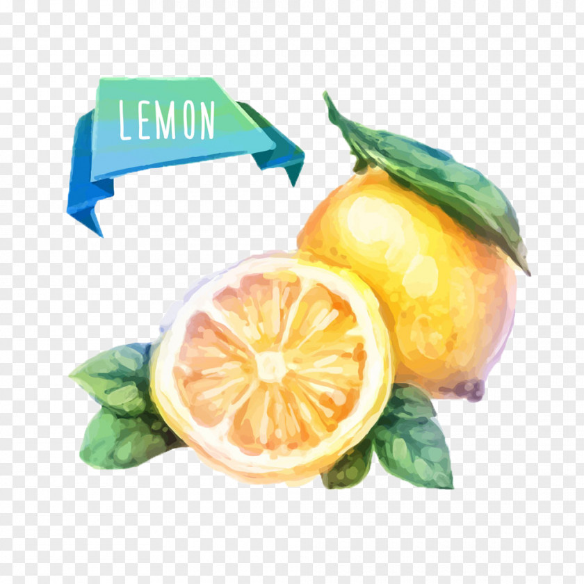 Fresh Lemon Watercolor Painting Fruit Drawing Illustration PNG