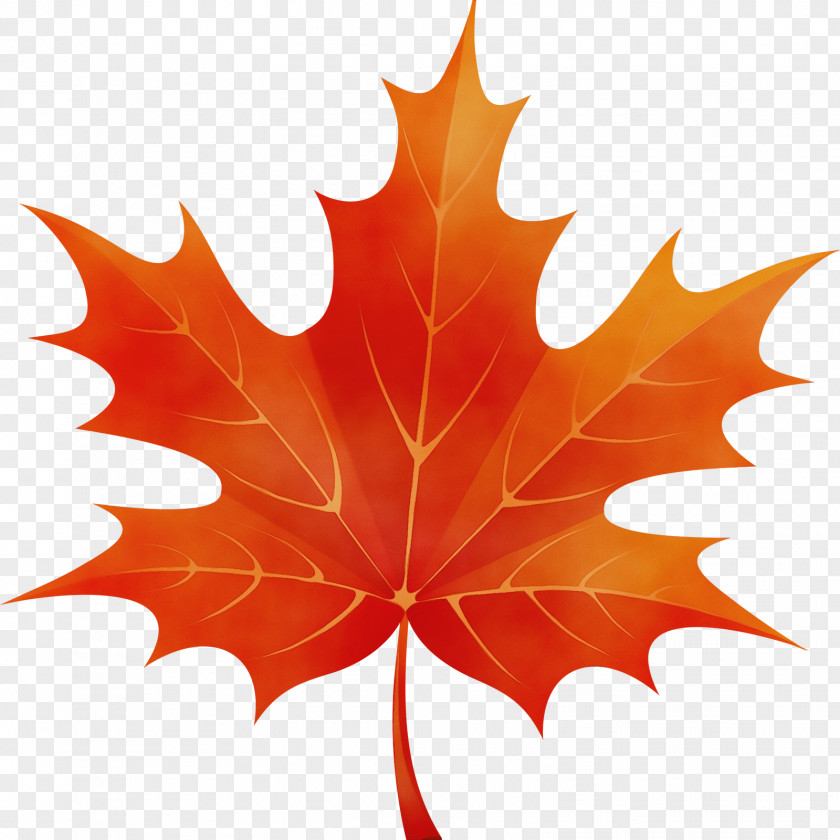 Holly Flower Autumn Tree Silhouette PNG