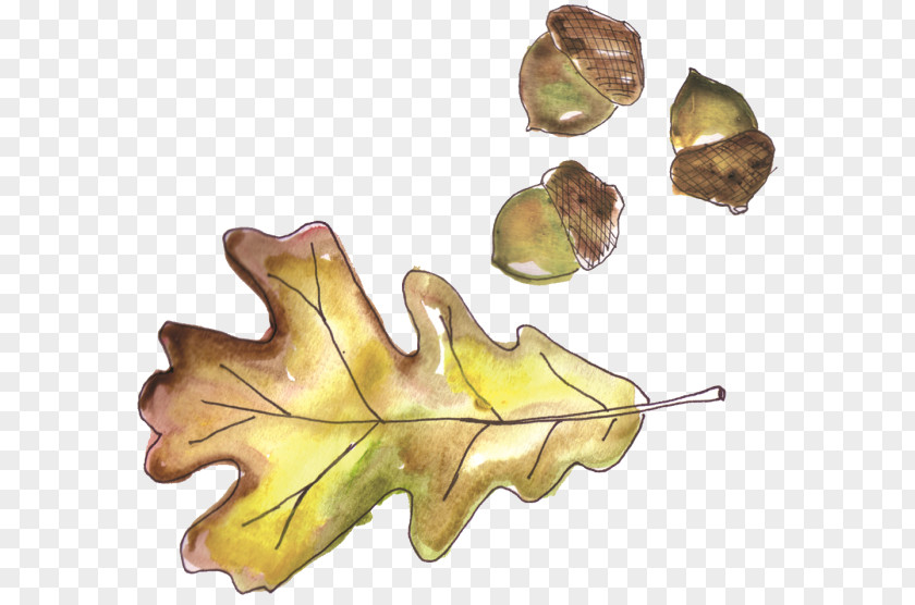 Acorn Oak Leaf Knitting PNG