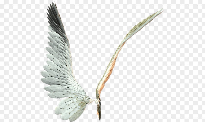 Ali Wing PNG