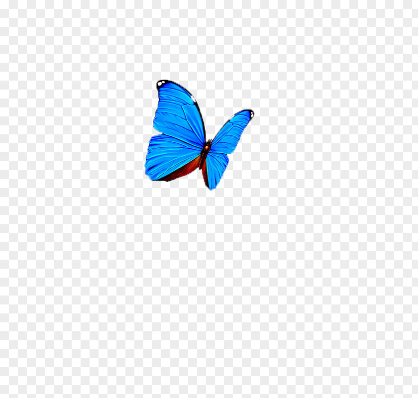 Butterfly,insect,specimen Butterfly Computer Wallpaper PNG