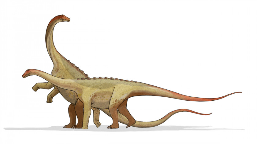 Dinosaur Saltasaurus Argentina Late Cretaceous Maastrichtian Sauropoda PNG
