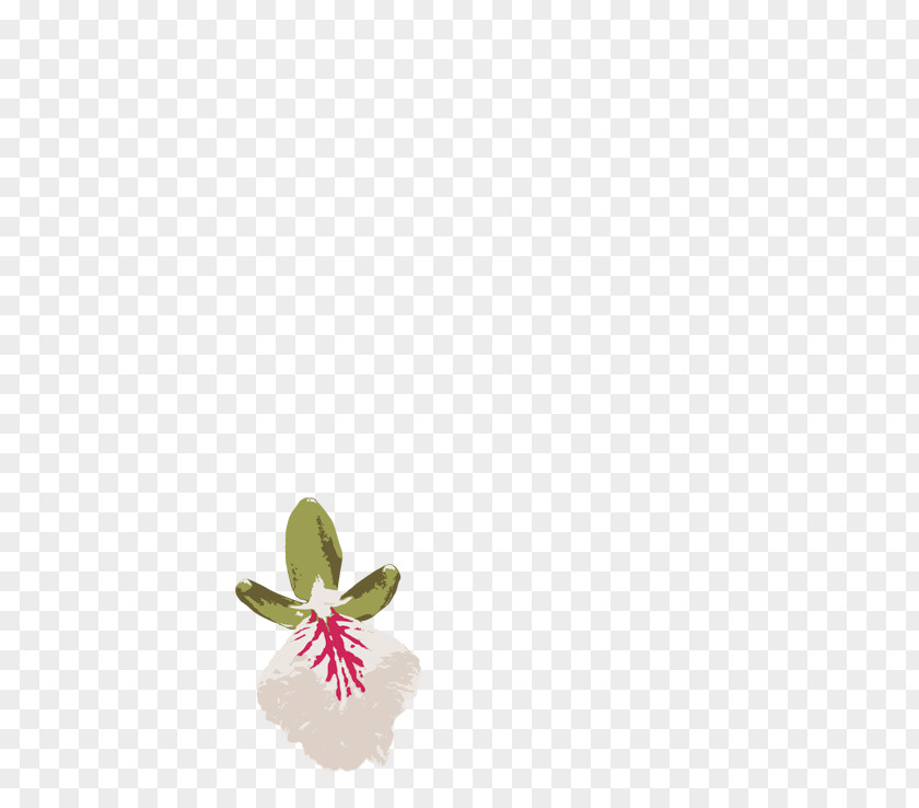 Grapefruit Coconut And Lime Flowering Plant PNG