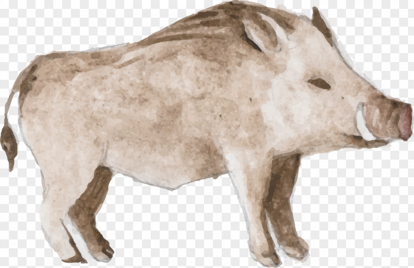 Gray Boar Vector Animal Watercolor Painting PNG