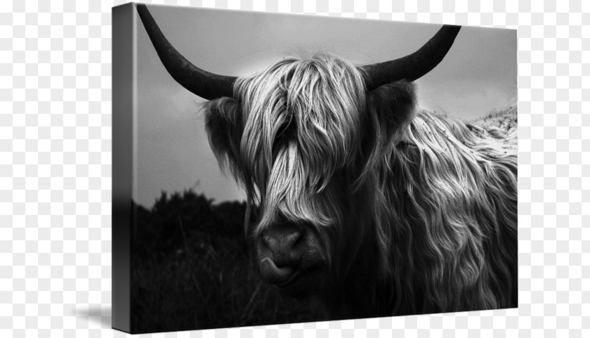 Highland Cow Bull Cattle Wildlife Stock Photography PNG