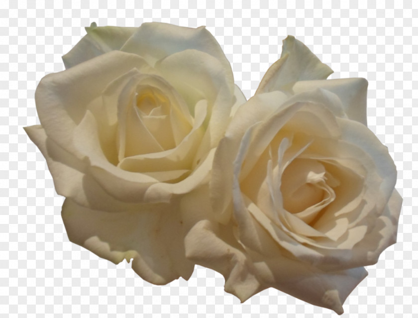 White Roses Garden PNG