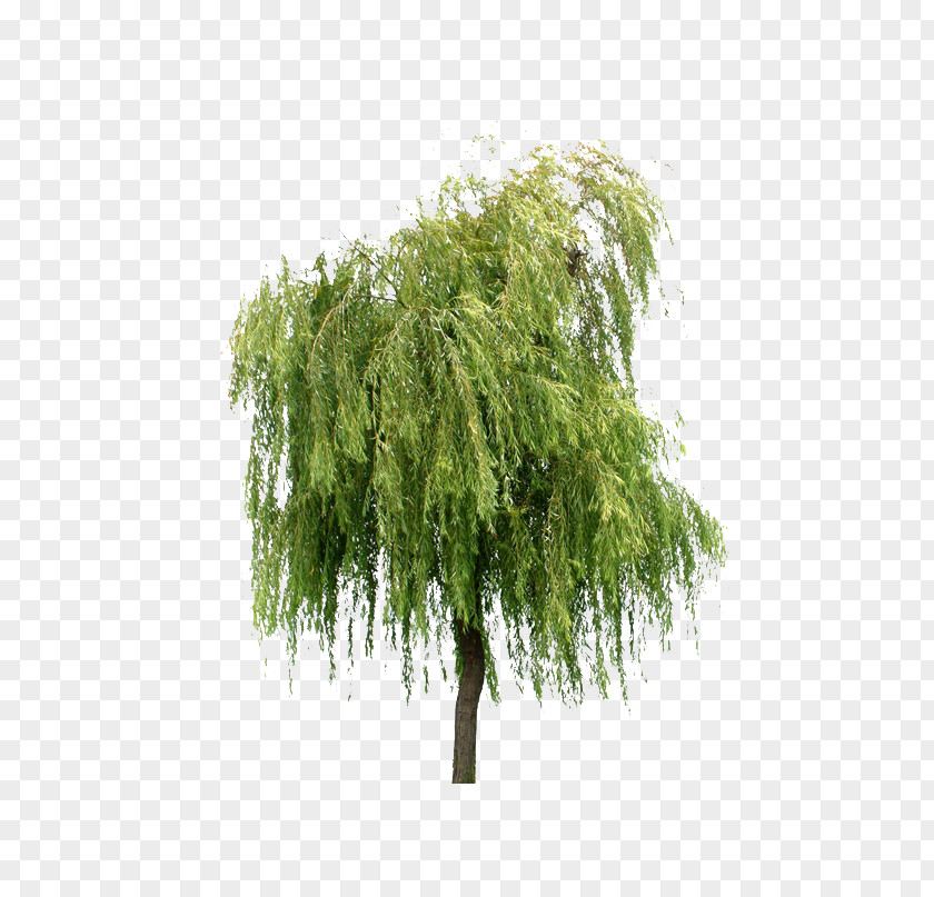 Willow Trees Tree Layers PNG
