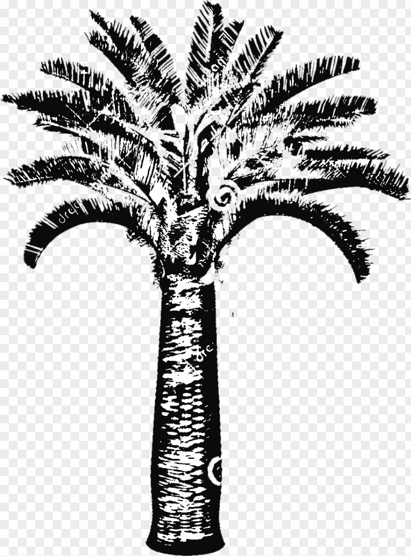 Date Palm Arecaceae Trachycarpus Fortunei Brahea Armata Chamaerops PNG