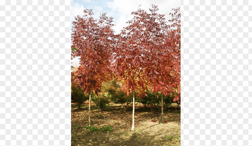 Deciduous Specimens Sugar Maple Tree Shrub Autumn Leaf Color PNG