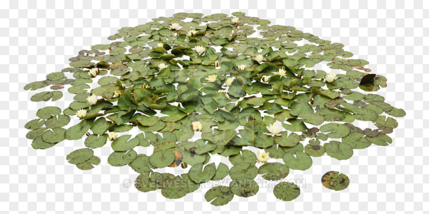 Waterlily Pond Water Lilies Aquatic Plants Clip Art PNG