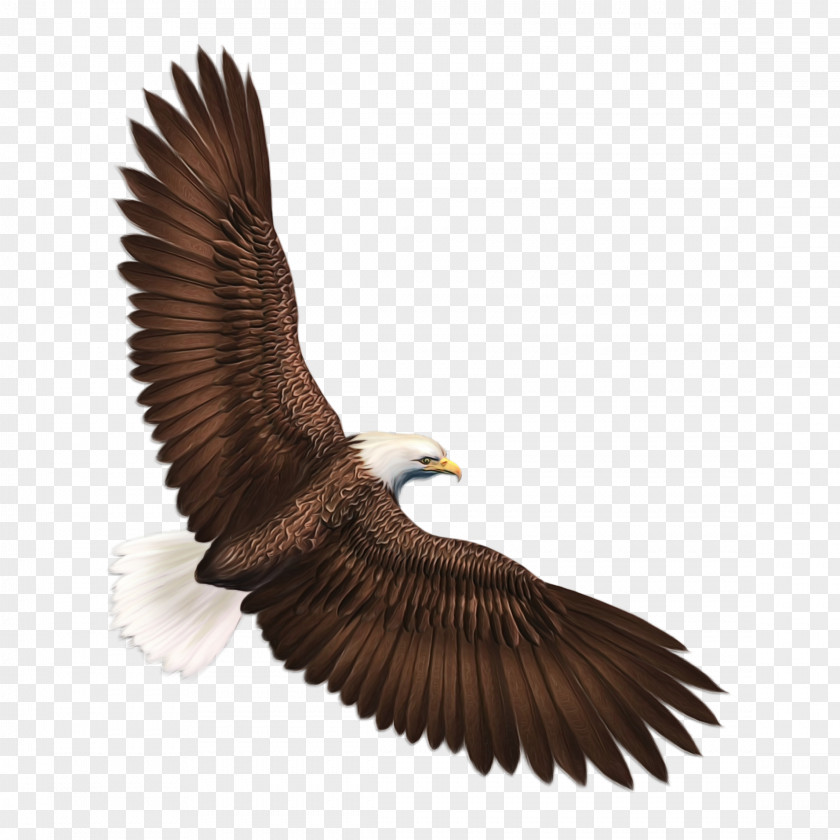 Eagle Bird Golden Of Prey Accipitridae PNG