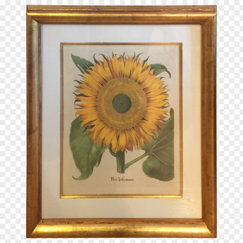 Flower Common Sunflower Hortus Eystettensis Botanical Illustration Botany PNG