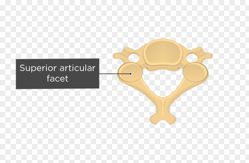 Vertebra Prominens Cervical Vertebrae Articular Processes Axis Vertebral Column Anatomy PNG