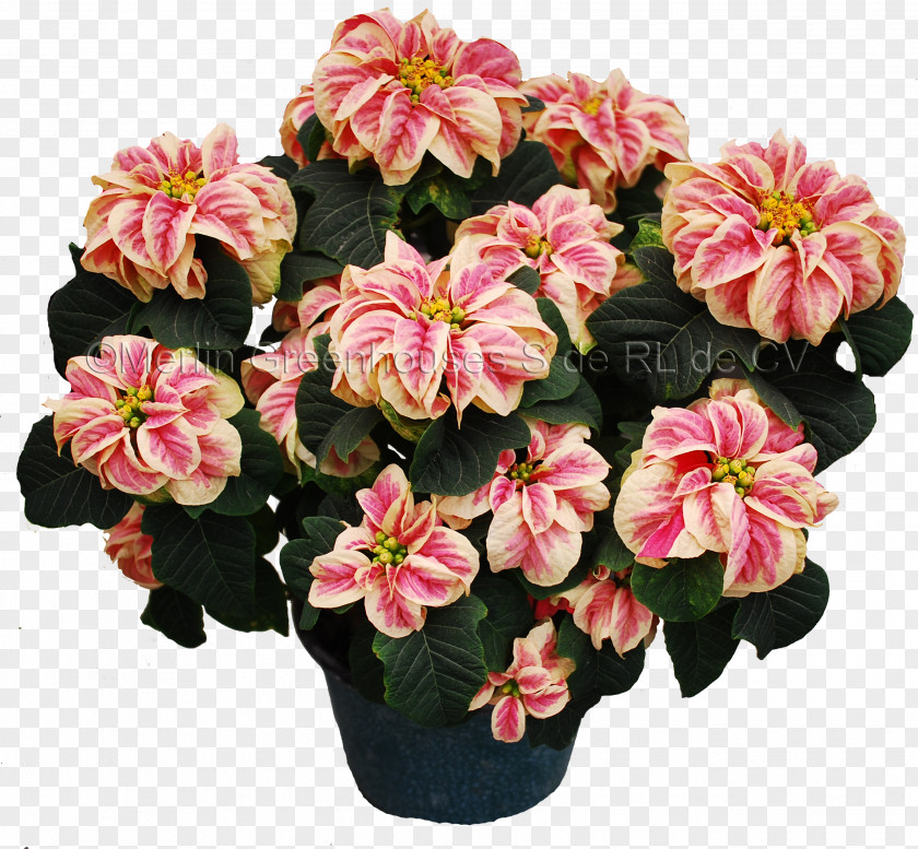 Winter Artificial Flower Poinsettia Plant Merlin Greenhouses S De RL CV PNG