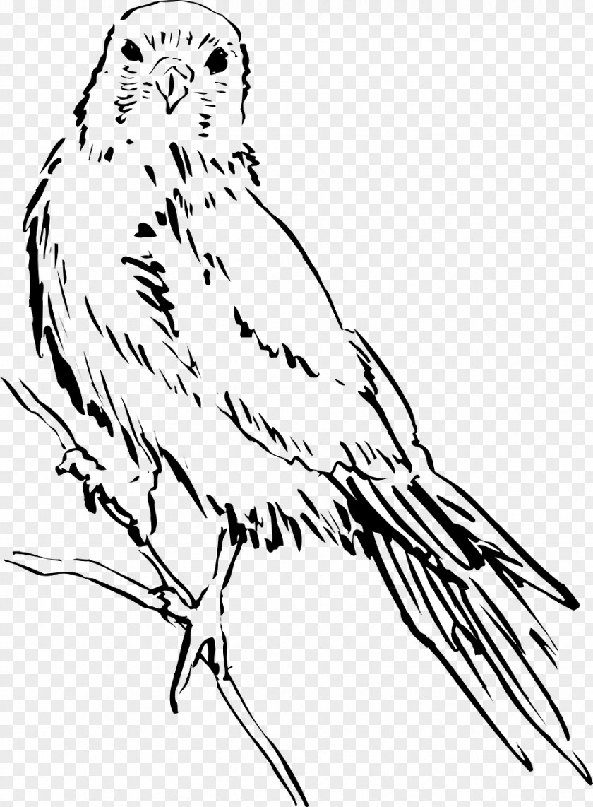 Bird Clip Art Drawing Black And White Image PNG