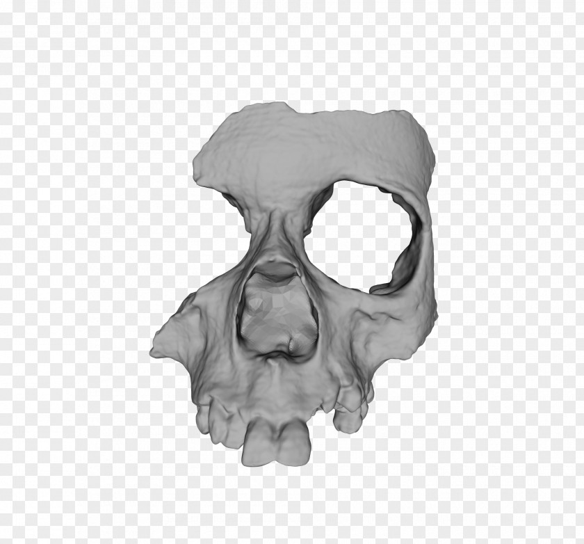 Bones 3D Printing Bone Skull Human Skeleton PNG
