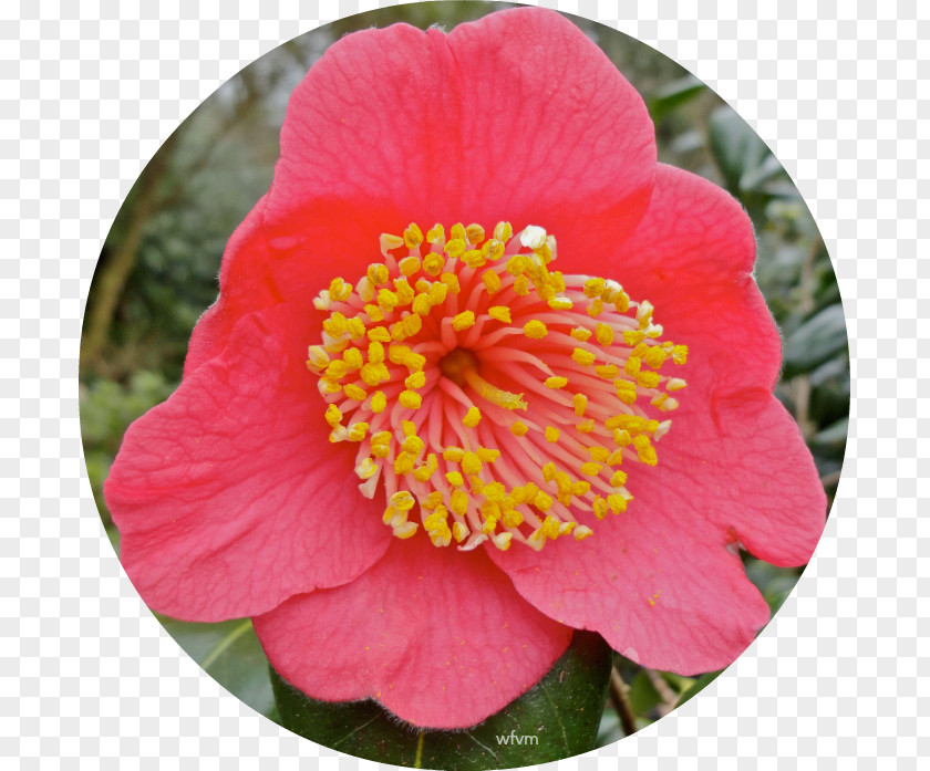 Camellia Japanese Sasanqua Begonia Annual Plant Petal PNG