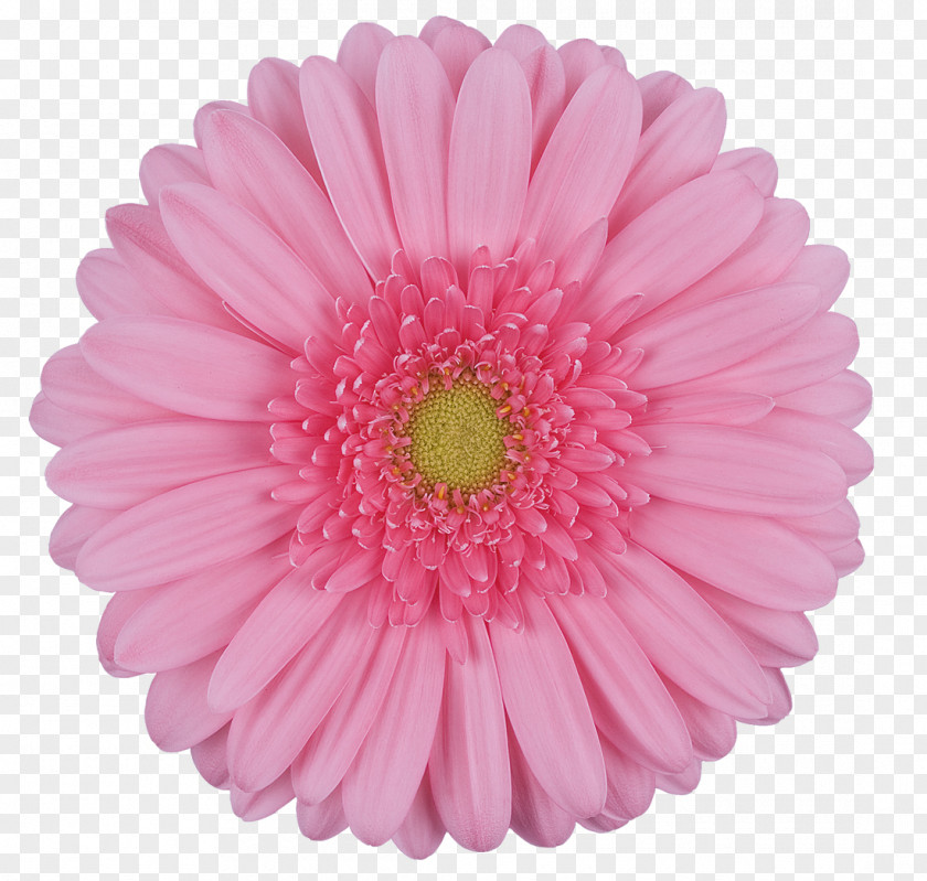 Gerbera Transvaal Daisy Cut Flowers Clip Art PNG