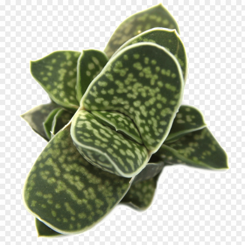 Leaf Gasteria Succulent Plant Haworthia PNG