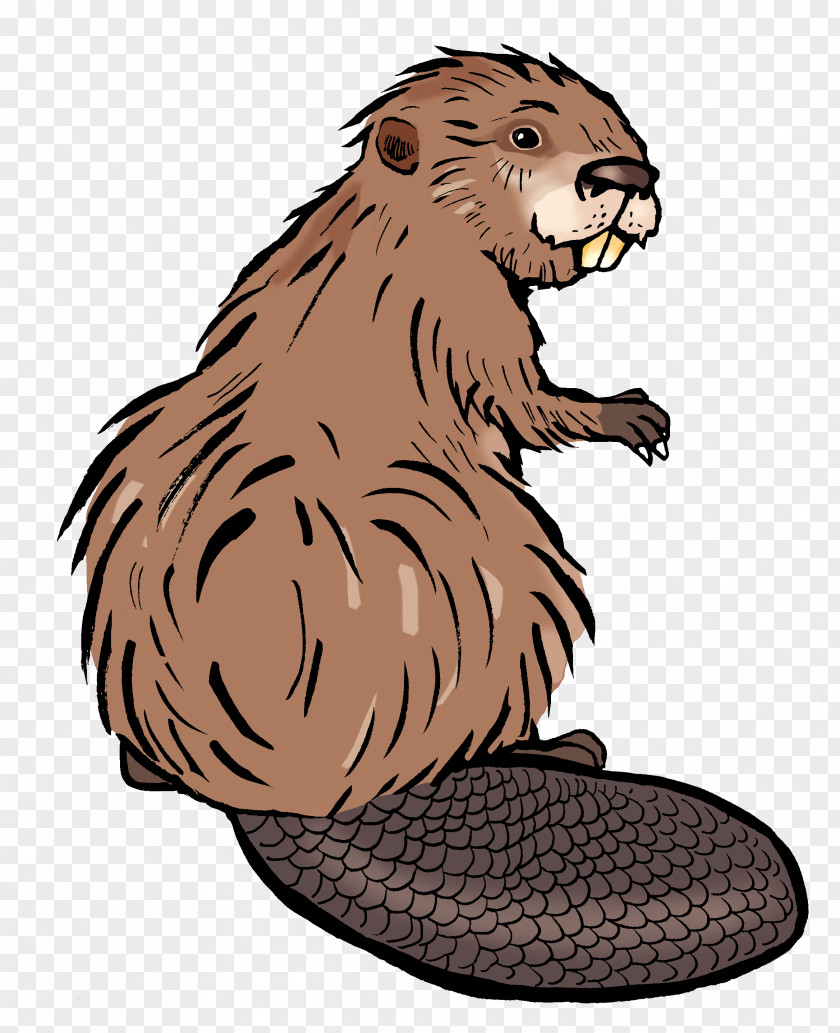 Lion Beaver Cat Clip Art PNG