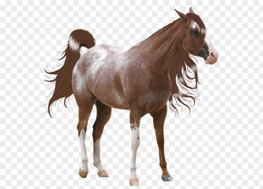 Mustang Mane American Paint Horse Spotted Saddle Stallion PNG