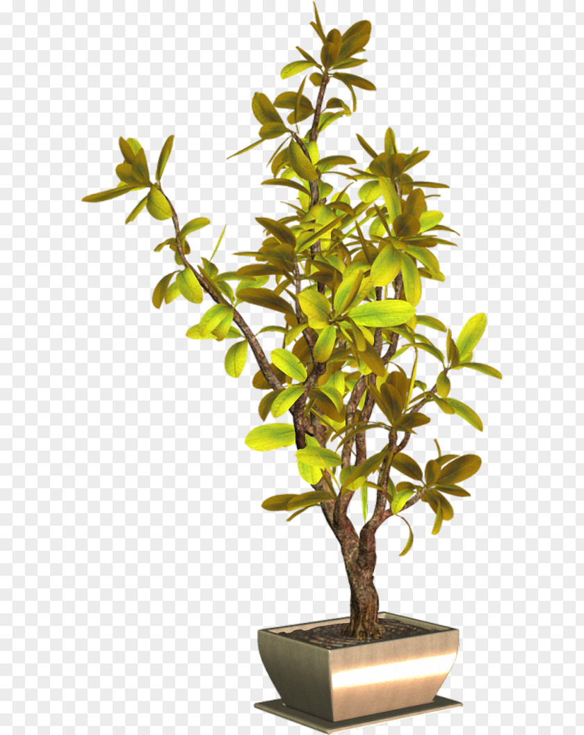 Plant Sageretia Theezans Flowerpot Clip Art PNG