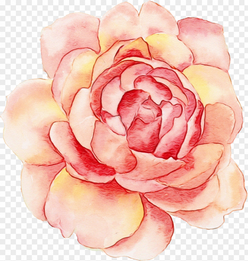 Rose Family Camellia PNG