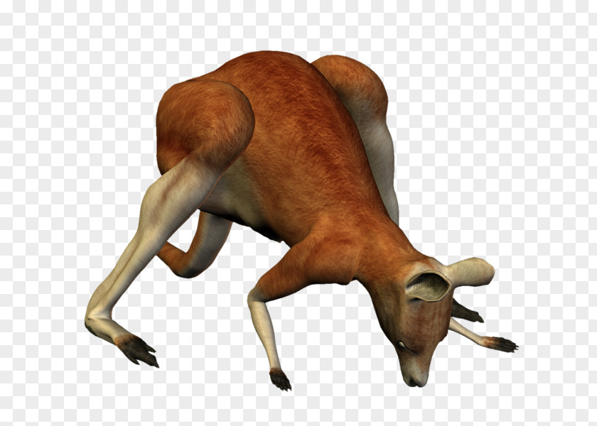Vz Kangaroo PhotoScape Camel Mammal PNG
