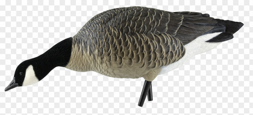 Goose Canada Duck Decoy PNG