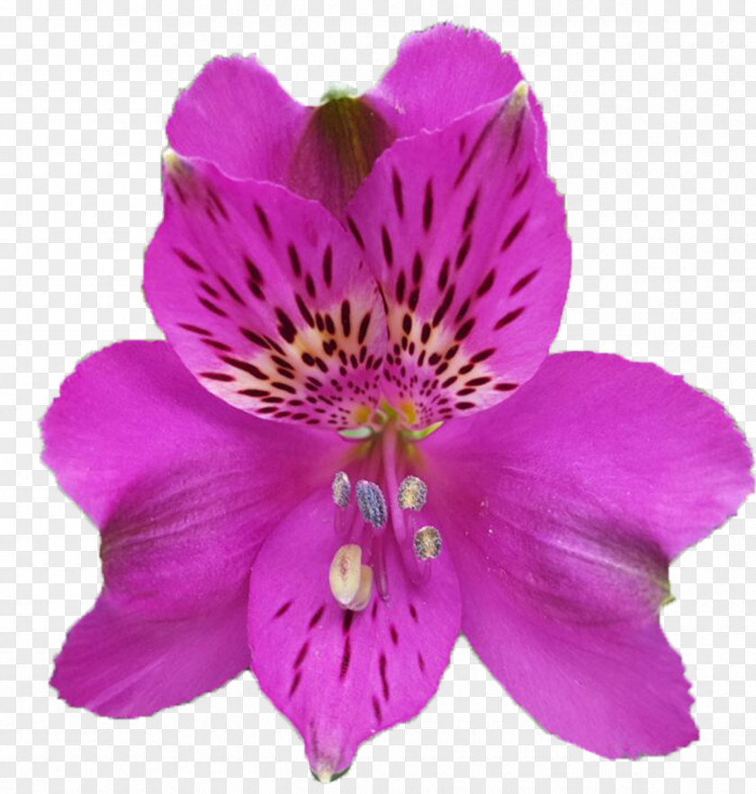Alstroemeria Lily Of The Incas Dalat Hasfarm Violet Color Red PNG