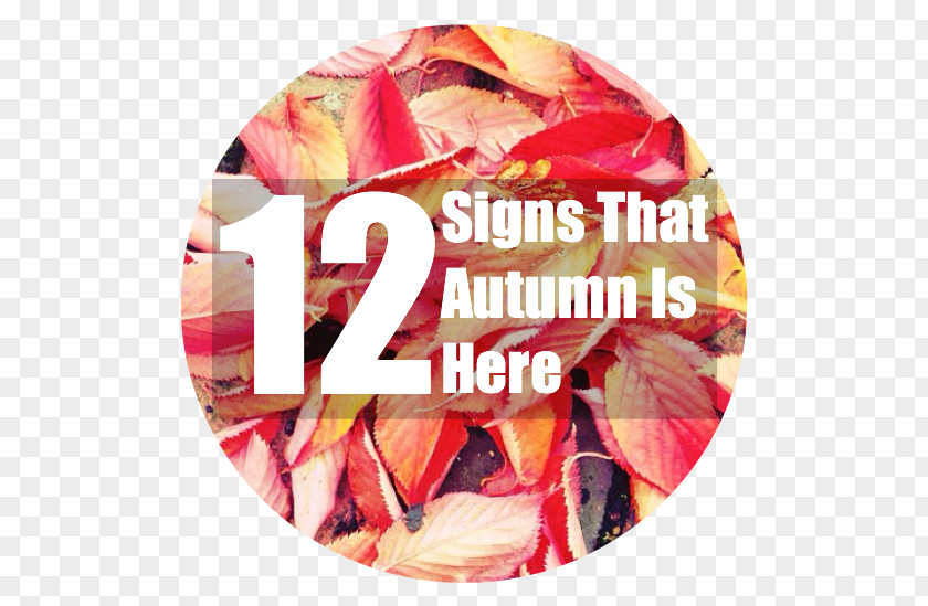 Autumn Girl Is Here! Signage Child Blog PNG
