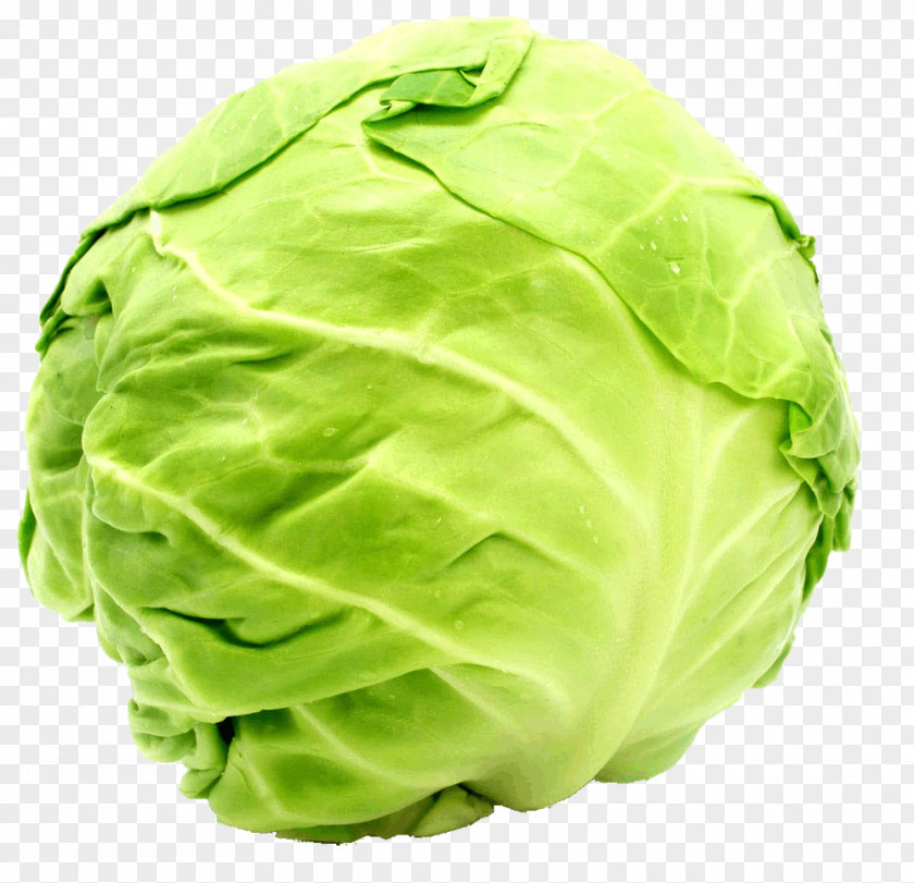 Cabbage Roll Carrot Napa Vegetable PNG