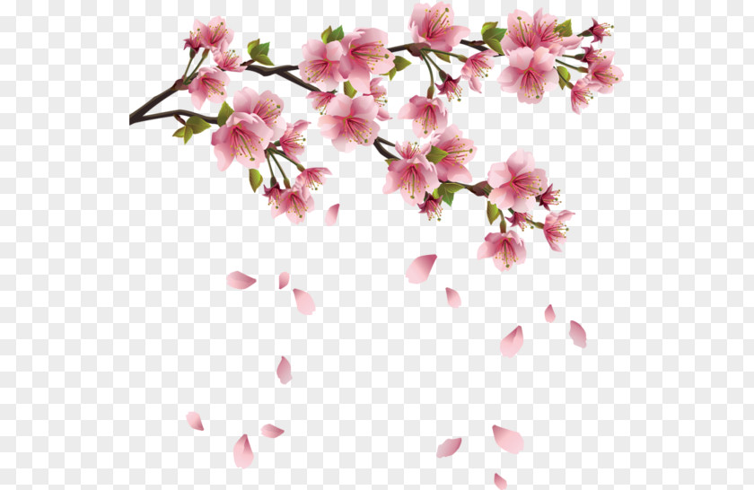 Cherry Blossom Petal Flower Clip Art PNG
