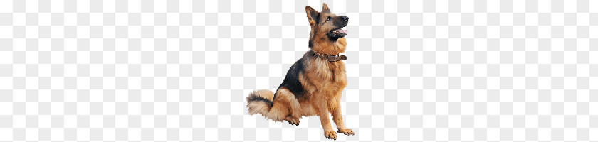 Dog PNG clipart PNG