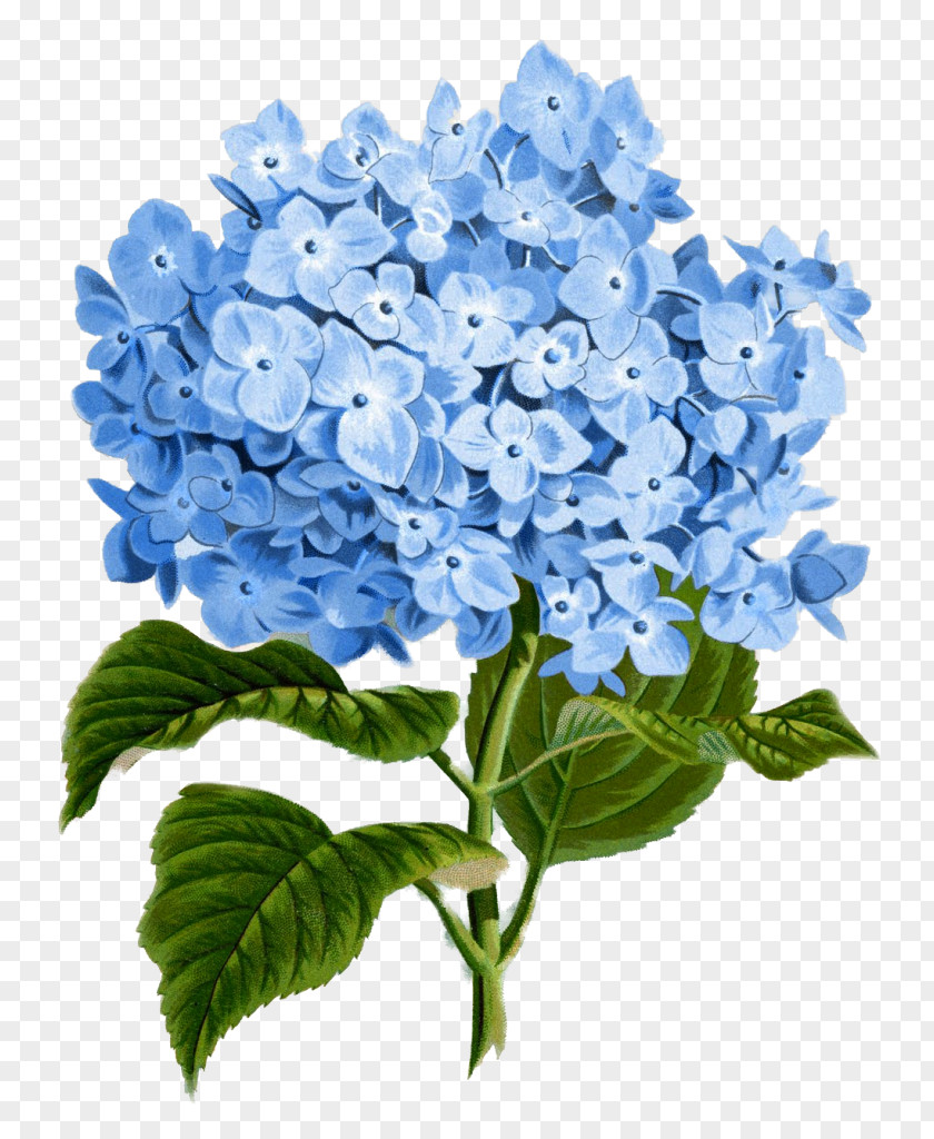 Hydrangea Paper Flower Botanical Illustration Clip Art PNG