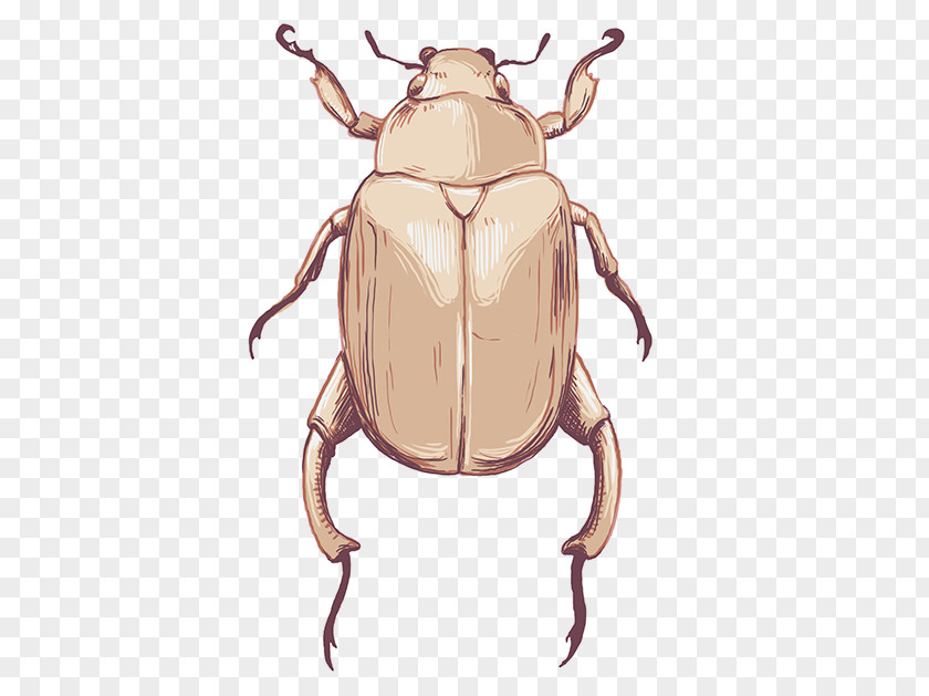 Insect Weevil Cartoon Pest Terrestrial Animal PNG