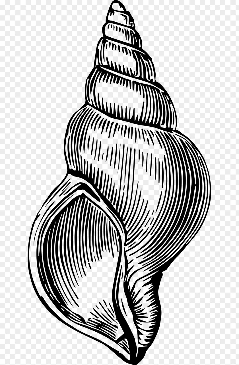 Seashell Black And White Clip Art PNG